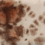Mayco Jungle Gem - CG-795 - Yadro Print -  4 fluid oz.