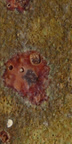 Aardvark's Raku Glaze RG-316 Lithium Slip - 1 lb.